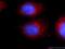 WD repeat-containing protein 81 antibody, 24874-1-AP, Proteintech Group, Immunofluorescence image 