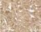 BCL2 Binding Component 3 antibody, PA1-41157, Invitrogen Antibodies, Immunohistochemistry paraffin image 