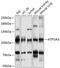 Sarcoplasmic/endoplasmic reticulum calcium ATPase 3 antibody, 15-440, ProSci, Western Blot image 