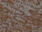 Mitogen-Activated Protein Kinase Kinase 1 antibody, CSB-RA225579A0HU, Cusabio, Immunohistochemistry frozen image 