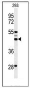 Solute Carrier Family 51 Alpha Subunit antibody, AP53124PU-N, Origene, Western Blot image 