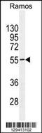 Testis Specific 10 Interacting Protein antibody, 55-827, ProSci, Western Blot image 