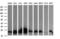 HRas Proto-Oncogene, GTPase antibody, LS-C337940, Lifespan Biosciences, Western Blot image 