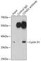 Cyclin D1 antibody, 13-888, ProSci, Immunoprecipitation image 
