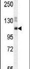 Spectrin Repeat Containing Nuclear Envelope Family Member 3 antibody, PA5-24310, Invitrogen Antibodies, Western Blot image 