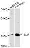 Thymic Stromal Lymphopoietin antibody, A13134, ABclonal Technology, Western Blot image 