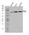 Carnitine Palmitoyltransferase 1B antibody, A03558, Boster Biological Technology, Western Blot image 