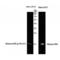 Histone Cluster 1 H2A Family Member M antibody, LS-C383934, Lifespan Biosciences, Western Blot image 