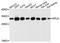 60S ribosomal protein L8 antibody, A06793, Boster Biological Technology, Western Blot image 