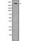 Ubiquitin carboxyl-terminal hydrolase 24 antibody, PA5-68354, Invitrogen Antibodies, Western Blot image 