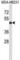 CD1a Molecule antibody, abx027451, Abbexa, Western Blot image 
