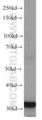 Transmembrane Protein 106B antibody, 20995-1-AP, Proteintech Group, Western Blot image 