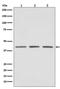 Protein Arginine Methyltransferase 1 antibody, M01417, Boster Biological Technology, Western Blot image 