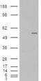 Renalase, FAD Dependent Amine Oxidase antibody, 46-279, ProSci, Western Blot image 