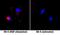 c-met antibody, AF3950, R&D Systems, Immunofluorescence image 