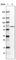 NOP56 Ribonucleoprotein antibody, AMAb91013, Atlas Antibodies, Western Blot image 