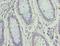 Zinc Finger Protein 555 antibody, LS-C394978, Lifespan Biosciences, Immunohistochemistry frozen image 