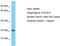 Cancer/Testis Antigen Family 47 Member A9 antibody, TA330860, Origene, Western Blot image 