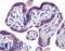Indoleamine 2,3-Dioxygenase 1 antibody, LS-B4359, Lifespan Biosciences, Immunohistochemistry paraffin image 