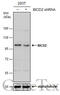 BICD Cargo Adaptor 2 antibody, GTX120683, GeneTex, Western Blot image 