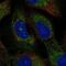 Transmembrane Protein 212 antibody, NBP2-58319, Novus Biologicals, Immunocytochemistry image 