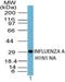 Influenza A H1N1 Hemagglutinin antibody, NBP2-24955, Novus Biologicals, Western Blot image 