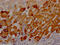 Leucine Rich Alpha-2-Glycoprotein 1 antibody, CSB-RA229992A0HU, Cusabio, Immunohistochemistry paraffin image 