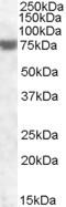 Fem-1 Homolog A antibody, orb20191, Biorbyt, Western Blot image 