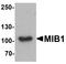 Mindbomb E3 Ubiquitin Protein Ligase 1 antibody, PA5-72810, Invitrogen Antibodies, Western Blot image 