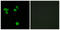 Ribosomal Protein S6 Kinase C1 antibody, LS-B9979, Lifespan Biosciences, Immunofluorescence image 