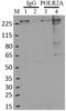 RNA Polymerase II Subunit A antibody, MA1-46093, Invitrogen Antibodies, Immunoprecipitation image 