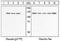 Vinculin antibody, GTX54517, GeneTex, Western Blot image 