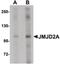 Lysine Demethylase 4A antibody, PA5-20806, Invitrogen Antibodies, Western Blot image 