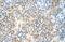 Replication Factor C Subunit 5 antibody, NBP1-58108, Novus Biologicals, Immunohistochemistry paraffin image 