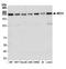 Mediator Complex Subunit 1 antibody, NBP2-76407, Novus Biologicals, Western Blot image 