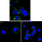 Reticulon 3 antibody, abx016053, Abbexa, Enzyme Linked Immunosorbent Assay image 