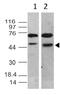 Telomeric Repeat Binding Factor 2 antibody, MBS668012, MyBioSource, Western Blot image 