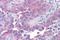 Taste 1 Receptor Member 1 antibody, NLS1994, Novus Biologicals, Immunohistochemistry paraffin image 