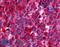 NIMA Related Kinase 9 antibody, LS-A7967, Lifespan Biosciences, Immunohistochemistry frozen image 