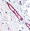 Plexin Domain Containing 1 antibody, NBP2-33228, Novus Biologicals, Immunohistochemistry frozen image 