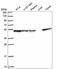 DnaJ Heat Shock Protein Family (Hsp40) Member A2 antibody, HPA049789, Atlas Antibodies, Western Blot image 