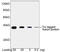 Thioredoxin antibody, LS-C51043, Lifespan Biosciences, Western Blot image 