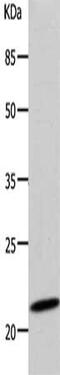 Deoxyuridine Triphosphatase antibody, CSB-PA926314, Cusabio, Western Blot image 