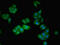 Angiotensinogen antibody, CSB-PA10079A0Rb, Cusabio, Immunofluorescence image 
