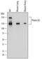 Plexin B2 antibody, AF6836, R&D Systems, Western Blot image 