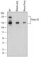 Plexin B2 antibody, AF6836, R&D Systems, Western Blot image 