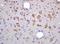 Hes Family BHLH Transcription Factor 6 antibody, orb157511, Biorbyt, Immunohistochemistry paraffin image 