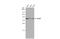 RAD51 Recombinase antibody, GTX100469, GeneTex, Western Blot image 