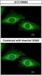 Programmed Cell Death 5 antibody, GTX109563, GeneTex, Immunofluorescence image 