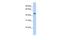 Mucin Like 3 antibody, PA5-43536, Invitrogen Antibodies, Western Blot image 